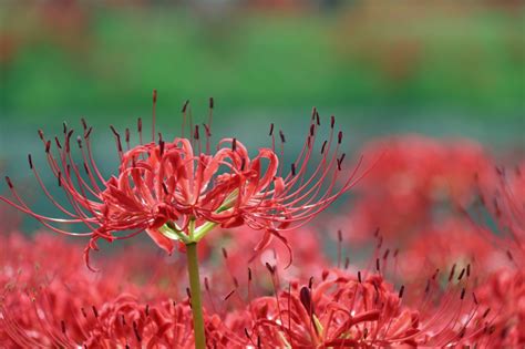 彼岸花|彼岸花（ヒガンバナ）の名前の由来や別名と植え付け。